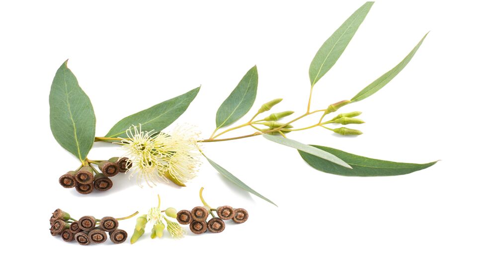 Eukalyptus in Hondrolife